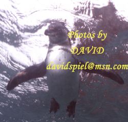 Friendly Penguin by David Spiel 